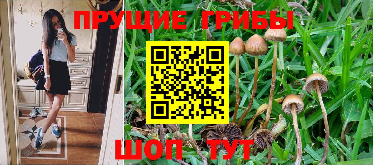 Псилоцибиновые грибы Psilocybe Бердск